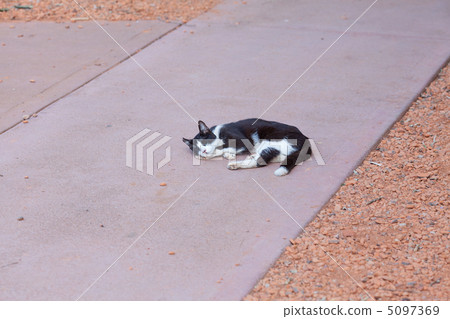 portrait of a street cat outdoor 5097369