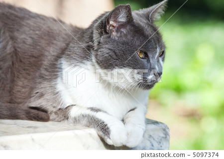 portrait of a street cat outdoor 5097374