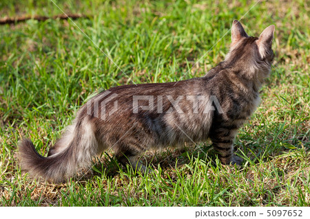 portrait of a street cat outdoor 5097652