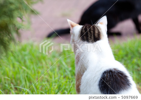 portrait of a street cat outdoor 5097669