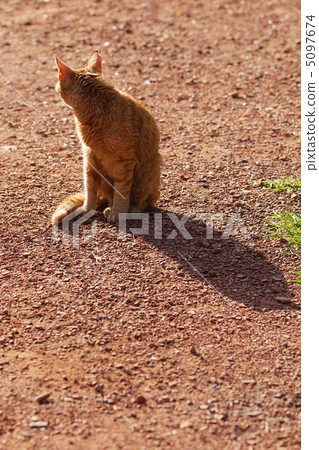 portrait of a street cat outdoor 5097674