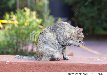 portrait of a street cat outdoor 5097680