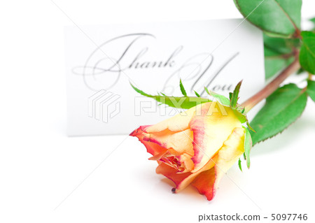 yellow red rose and a card  with the words thank you isolated on 5097746