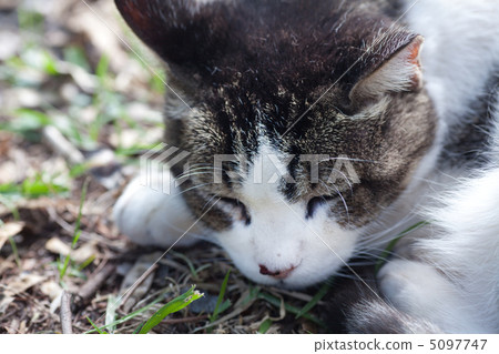 portrait of a street cat outdoor 5097747