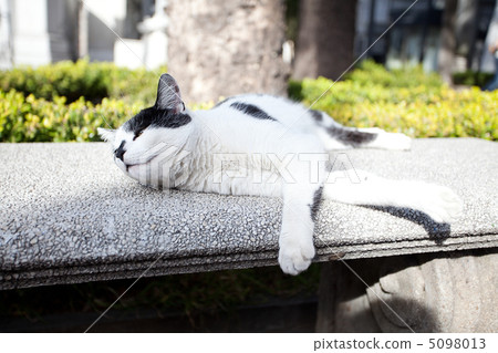 portrait of a street cat outdoor 5098013