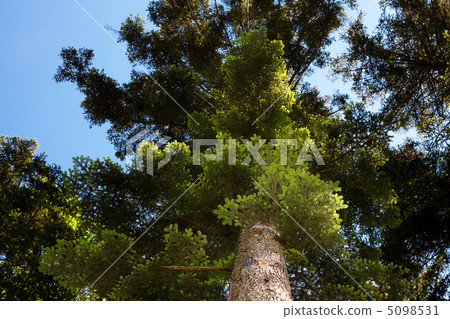 crown of pine against the blue sky 5098531