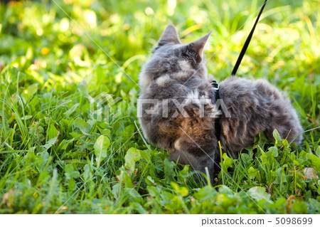beautiful striped maine coon cat in nature beautiful striped maine coon cat in nature 5098699