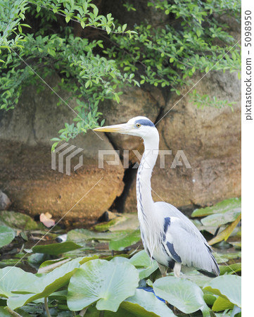 神社 神社 5098950