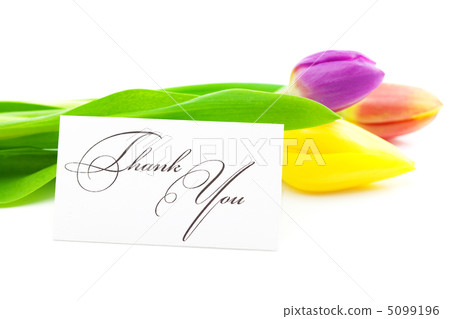 colorful tulips and a card signed thank you isolated on white colorful tulips and a card signed thank you isolated on white 5099196