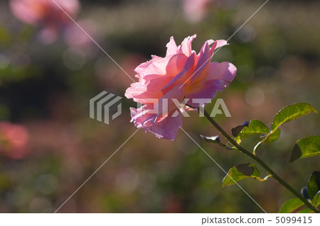 background of beautiful roses in the garden background of beautiful roses in the garden 5099415