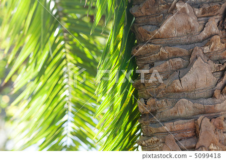 leaf of palm tree in sunlight leaf of palm tree in sunlight 5099418