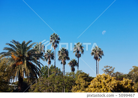 palm trees against the blue southern sky and the moon palm trees against the blue southern sky and the moon 5099467