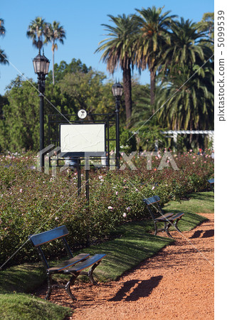 rose garden with benches and palm trees against the blue sky rose garden with benches and palm trees against the blue sky 5099539
