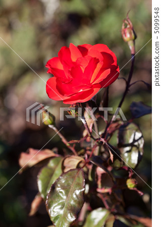 background of beautiful roses in the garden background of beautiful roses in the garden 5099548