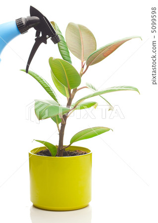 ficus flower in a pot and spray gun isolated on white 5099598