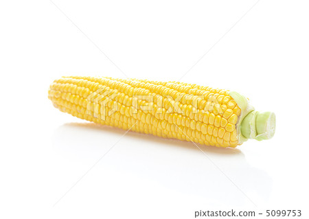 ripe yellow corn isolated on white ripe yellow corn isolated on white 5099753