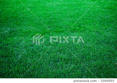 background of lush green grass background of lush green grass 5099893