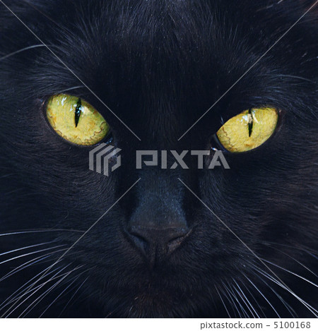 Portrait of a black cat outdoor 5100168