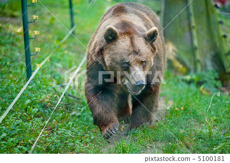 brown bear on the nature brown bear on the nature 5100181