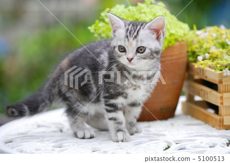 Plants and American short hair kitten 5100513
