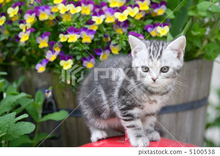 A kitten sat on a red can in your garden 5100538