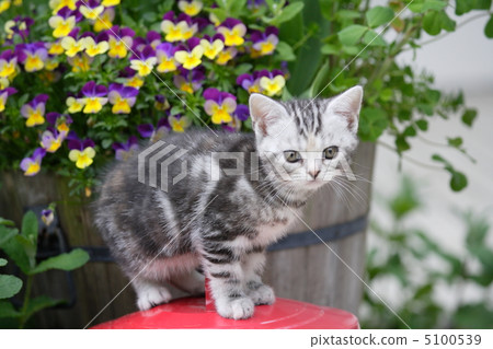 一隻小貓坐在你花園裡的紅色罐頭上 一隻小貓坐在你花園裡的紅色罐頭上 5100539