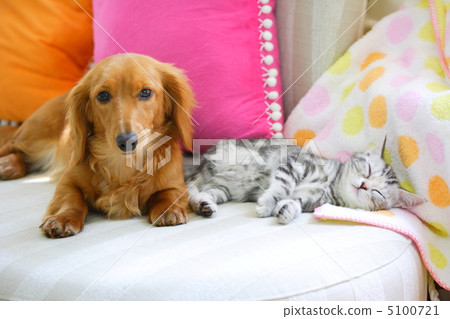 Friendly Miniature Dachshund And Kitten Of Stock Photo