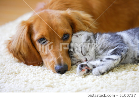 Friendly Miniature Dachshund And Kitten Of Stock Photo