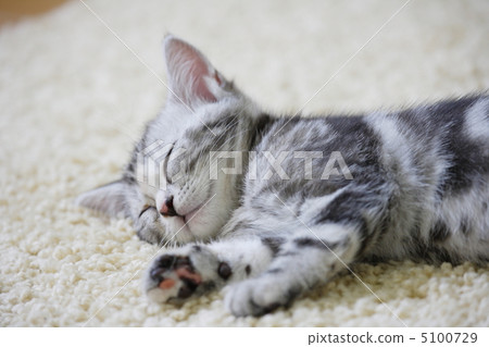 sleep sleep 5100729