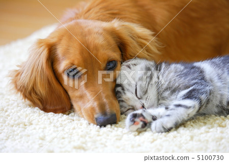 友好的微型達克斯獵犬和美國短髮小貓 5100730