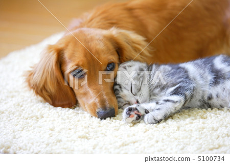 Friendly miniature dachshund and kitten of American short hair 5100734