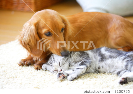 Friendly miniature dachshund and kitten of American short hair Friendly miniature dachshund and kitten of American short hair 5100735