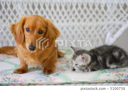 友好的微型達克斯獵犬和美國短髮小貓 5100738