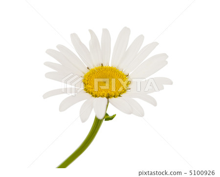 daisy 5100926