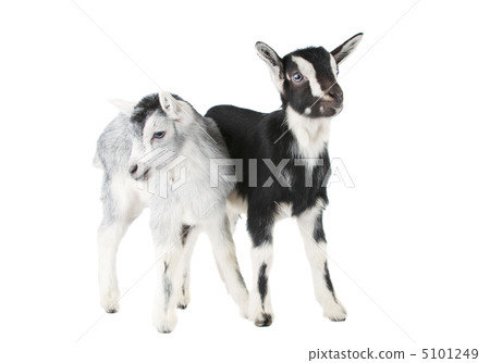 little goat isolated 5101249