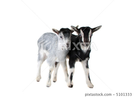 little goat isolated 5101333