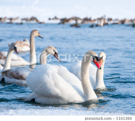 Swans Swans 5101360