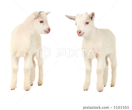 White goat isolated 5101503