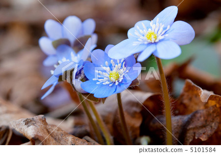 Hepatica nobilis Hepatica nobilis 5101584
