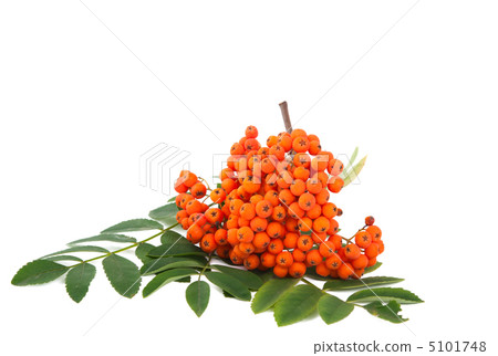 ashberry isolated 5101748