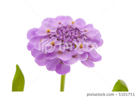 purple flower isolated purple flower isolated 5101751