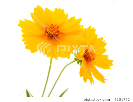 yellow flowers isolated yellow flowers isolated 5101752