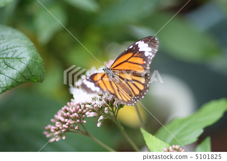 [Striped birch] 5101825