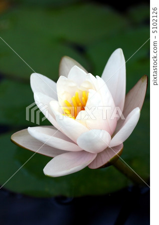 Water lily Water lily 5102126