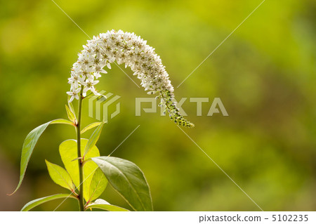 Toranoo Toranoo 5102235