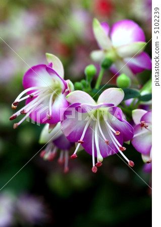 Fuchsia Fuchsia 5102239