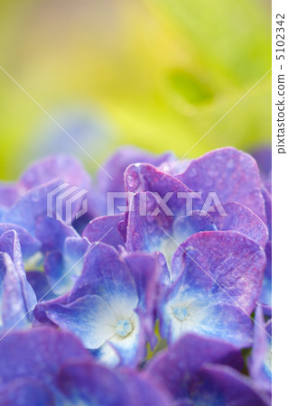 繡球花和水滴 5102342