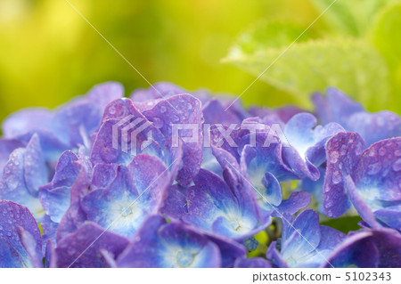 繡球花和水滴 5102343