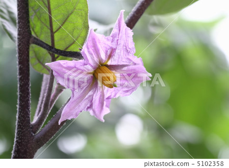 茄子花 5102358