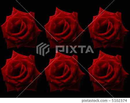 Rose Rose 5102374